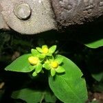 Hypericum × inodorum Flower