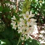 Francoa appendiculata Λουλούδι