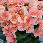 Begonia grandisᱵᱟᱦᱟ