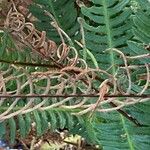 Blechnum spicant Hostoa