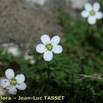 Arenaria balearica Flor