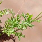 Cotula australis Leaf