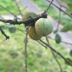 Pittosporum tenuifolium Fruit