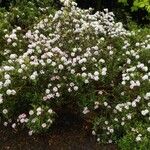 Rhododendron trichostomum Hábito