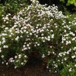 Rhododendron trichostomum Habitus