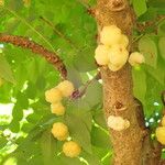 Phyllanthus acidus Fruit