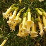 Cantua buxifolia Floare