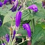 Strobilanthes attenuata Kukka