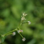 Galium hirtiflorum Характер