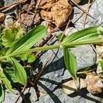 Centaurium erythraea 葉