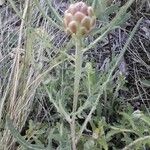 Rhaponticum coniferum Flower