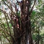 Ficus altissima Habitus