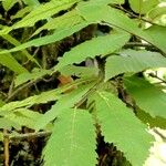 Castanea dentata Leaf