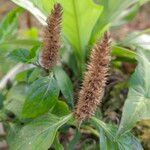 Lepidagathis alopecuroidea Flor