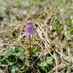 Soldanella pusilla Virág