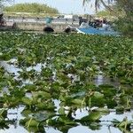 Nymphaea mexicana Leaf