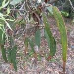 Eucalyptus cephalocarpa Leaf