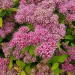 Spiraea japonicaപുഷ്പം