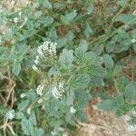 Heliotropium europaeumFlor