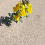 Linaria thymifolia Flor