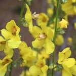 Verbascum humile Flower