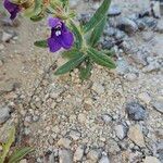 Salvia texana
