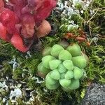 Sedum atratum Hábito