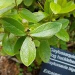 Gaylussacia bigeloviana Leaf