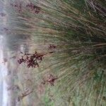 Juncus acutus 花