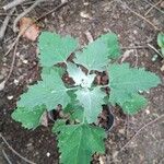 Chenopodium quinoa Folio