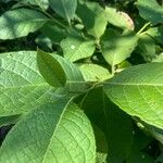 Pterostyrax hispidus Folla