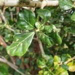 Gardenia volkensii Blatt