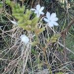 Plumbago zeylanica Flower