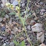 Parthenium hysterophorus Habit