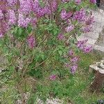 Syringa vulgarisFlower