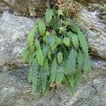 Campanula wanneri Blad