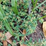 Euphorbia prostrata Blad