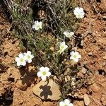 Arenaria montanaᱵᱟᱦᱟ