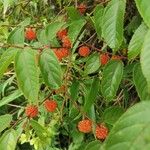 Broussonetia × kazinoki 果実