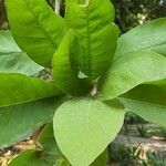 Madhuca longifolia Folla
