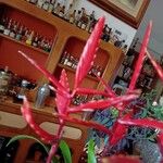 Vriesea splendens Цвят