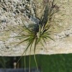 Tillandsia stricta Листок