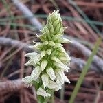 Neotinea maculata Flower