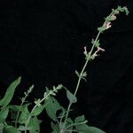 Salvia nubicola Yeri