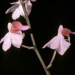 Phalaenopsis pulcherrima Kukka