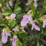 Teucrium bicolor Çiçek
