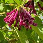 Iochroma cyaneum Blomma