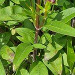 Coreopsis grandiflora ഇല