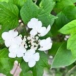 Viburnum sargentii Virág