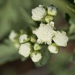 Parthenium confertum Žiedas